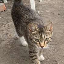 Отдам котика, в Омске