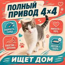 Ищем добрый дом для Фиксика, в Москве