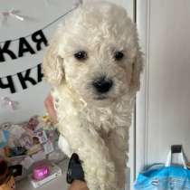 Щенки Пуделя, в Москве