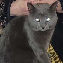 Ищу котёнка, в г.Мюнхен