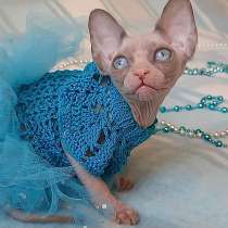 Sphynx Little Princess, в г.Мадрид