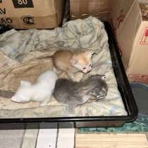 Котята в добрые руки, в Москве