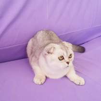 Шотландские котята, в г.Анталия