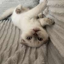 Macho Scottish Fold, в г.Ericeira