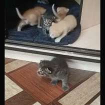 Отдам вислоухих котят в добрые руки, в Липецке