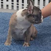 French Bulldog, в г.Canada