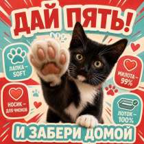 Отдам котёнка в надёжные руки, в Долгопрудном
