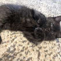 Котята в добрые руки, в Наро-Фоминске