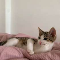 Котенок в добрые руки ♥️, в Якутске