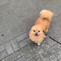 Присмотр за животными, в Когалыме