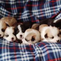 Pembroke Welsh Corgi, в г.Мадрид