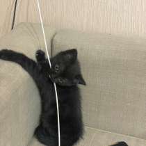 Отдам котят в добрые руки, в Жуковском