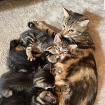 Chatons du Bengale à vendre, в г.Лион