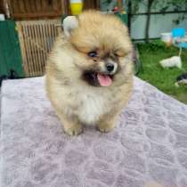 Малыш-мишка померанского шпица boy spitz pomeranian, в г.Ганновер