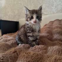 Отдаем котенка в хорошие руки, в Комсомольске-на-Амуре