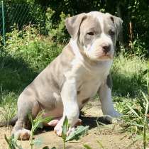 American bully à vendre, в г.Culoz