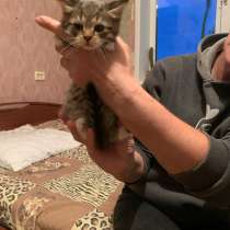 Котёнок в добрые руки, в Владимире
