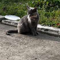 Котенок в хорошие руки, в г.Витебск