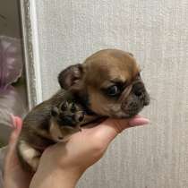 Продаются щенки французские бульдоги, в Москве