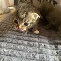 Отдам котят даром в добрые руки котятам месяц вислоухие, в Новокузнецке