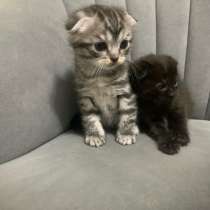 Отдам в хорошие руки котят. Приученные к лотку, в Казани