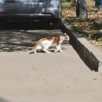 Подарите котику шанс на жизнь ??, в Хабаровске