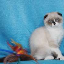 Scottish Fold, в г.Сакраменто