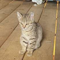 Котята в добрые руки, в Бронницах