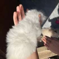 котята, в Махачкале
