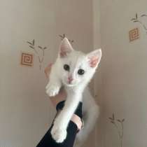 Котята в добрые руки, в Тамбове