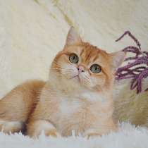 Британский кот, в г.Пекин