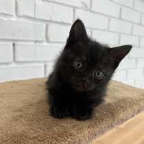 Шотландские котята, в Энгельсе