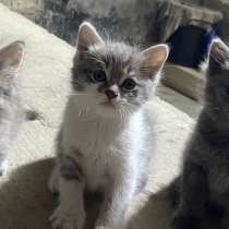 Котенок, в Махачкале