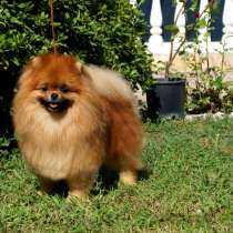 Güzel pomerania boo. Erkek, 11 aylık. FCI, в г.Аланья