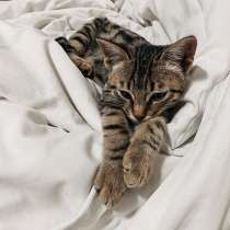 Котенок в добрые руки, в г.Стамбул