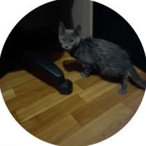 Кошка в добрые руки или на передержку??, в Череповце