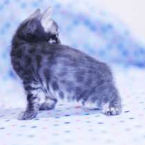 Blue charcoal Bengal, в г.London
