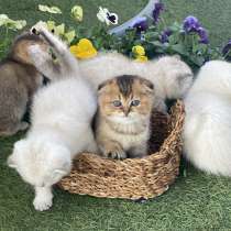 Котята шотландские прямоухие и вислоухие, в г.Oer-Erkenschwick