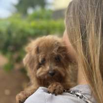 Poodle red, в г.Мадрид