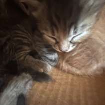 Коты, в Таганроге