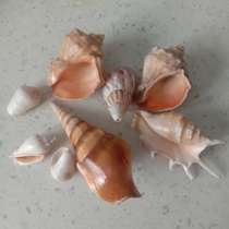 Морские раковины., в Новосибирске