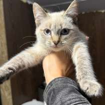 Отдам котят в добрые руки, в Томске