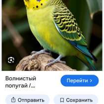 Приму дар волнистого попугая тел, в Челябинске