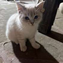 Отдам котенка в добрые руки, в Махачкале