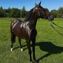 Мерин 2,5 года, в Калининграде