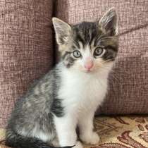 Котёнок, в Находке