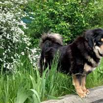 Tibetan mastiff, в г.Matour