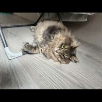 Кошка, в Волжске