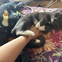 Кошка, в Воронеже