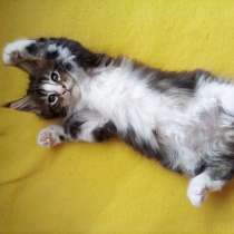 Main Coon 2018, в г.Висагинас